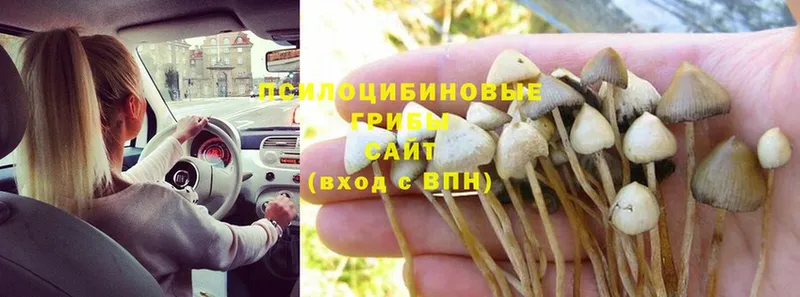 Галлюциногенные грибы Psilocybine cubensis  Клинцы 